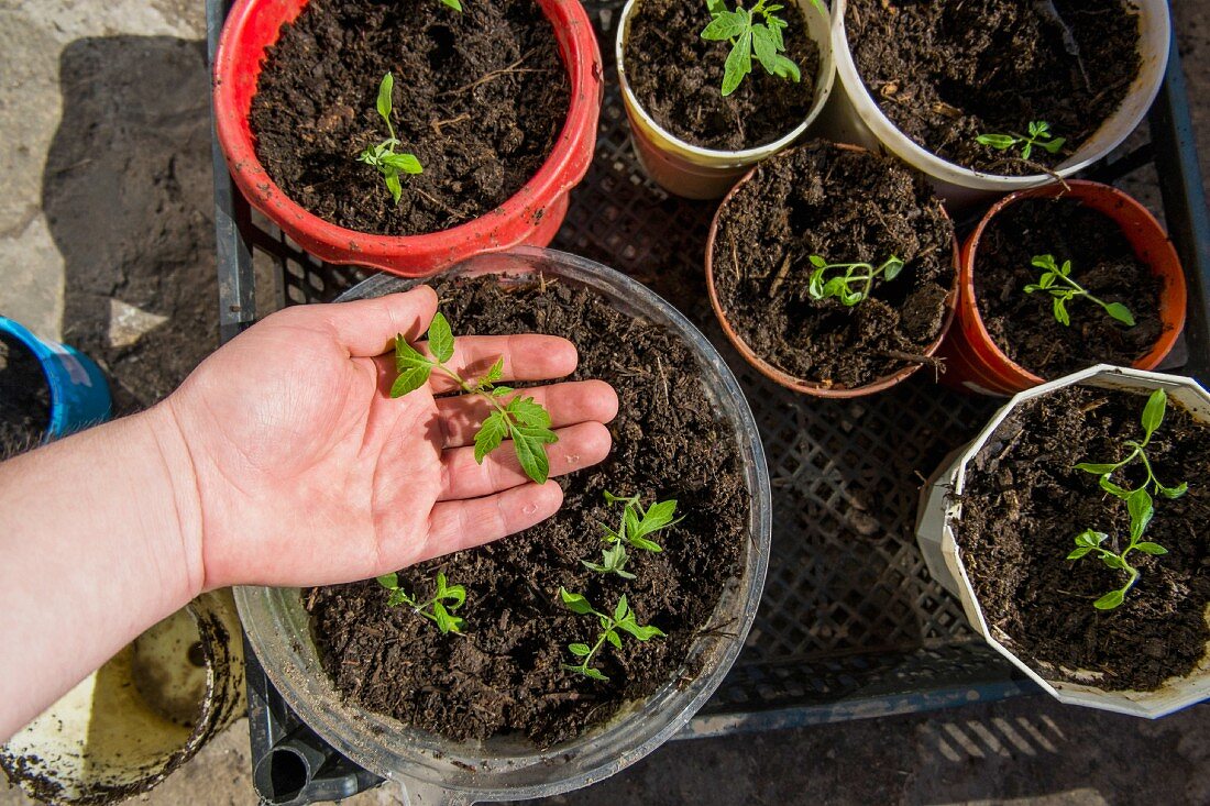 Hand of person checking tray of seedlings