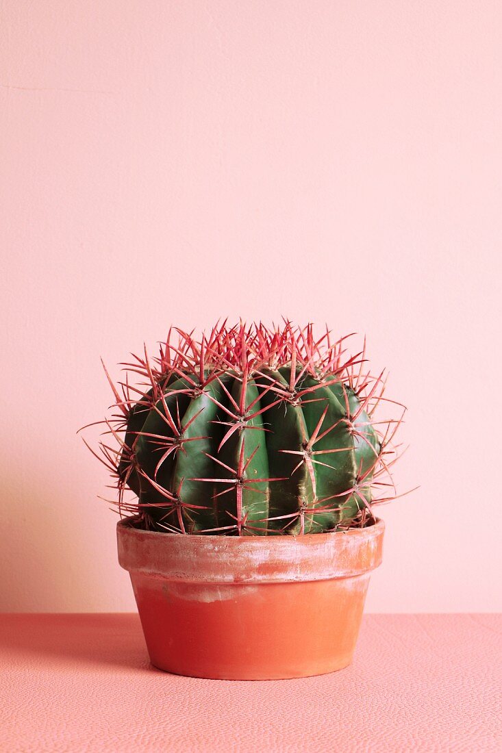 Runder Kaktus im Terracottatopf vor rosafarbener Wand
