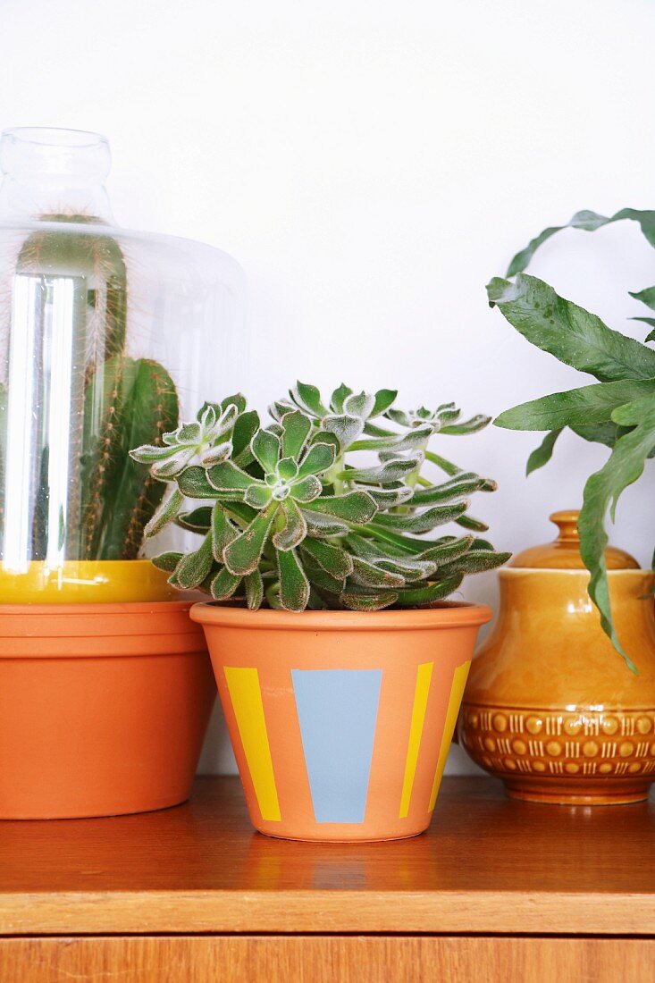 Succulents in painted terracotta pots