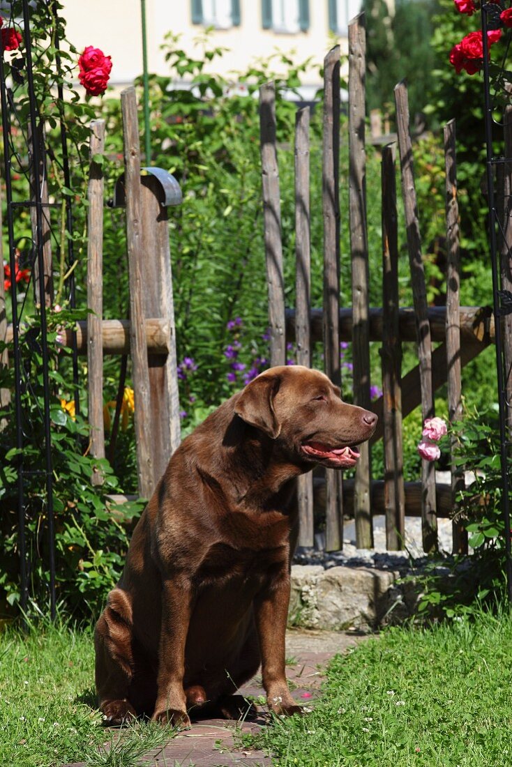 Dog sitting on path in front of garden gate leading to cottage garden