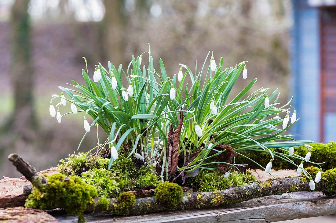 Arrangement of snowdrops and mossy branches