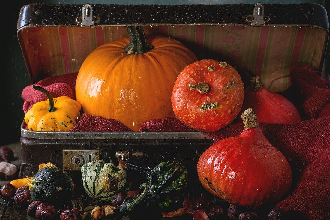 Assortment of different decorative and edible pumpkins and chestnuts in vintage suitcase with red sacking