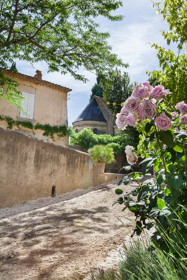 Mediterranean summer idyll: roses lining the path to an old house