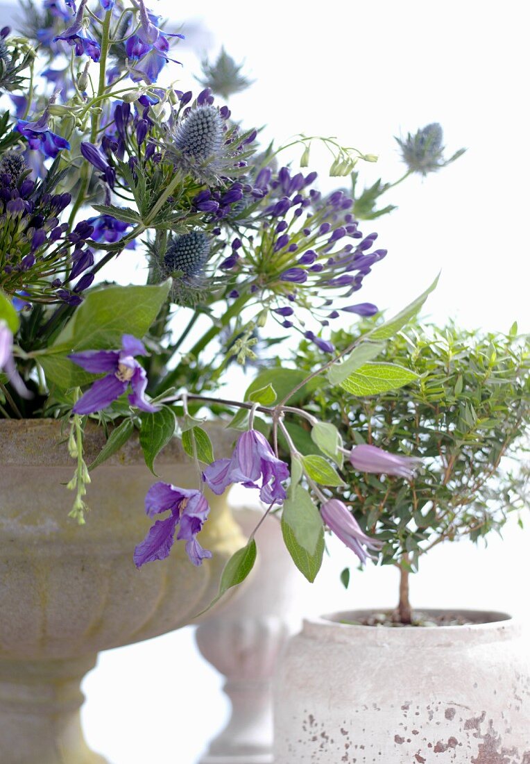 Bepflanzete Amphore mit lilafarbenen Blüten neben grünem Zimmerbäumchen