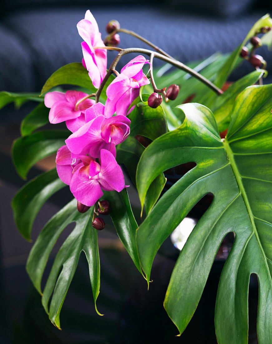 Pinker Orchideenzweig zwischen grünen Philodendronblättern