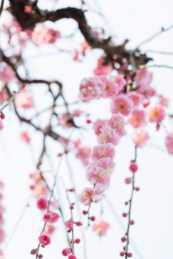 Kirschblüten, Japan