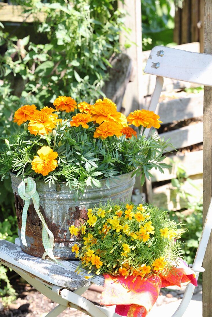 Orangefarbene Tagetes in rostigem Zinkgefäss auf Vintage Gartenstuhl