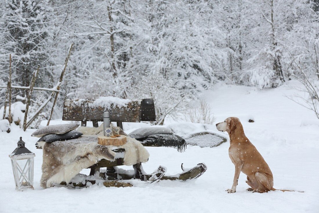 Alter Hornschlitten als Bank im verschneiten Garten, daneben Hund