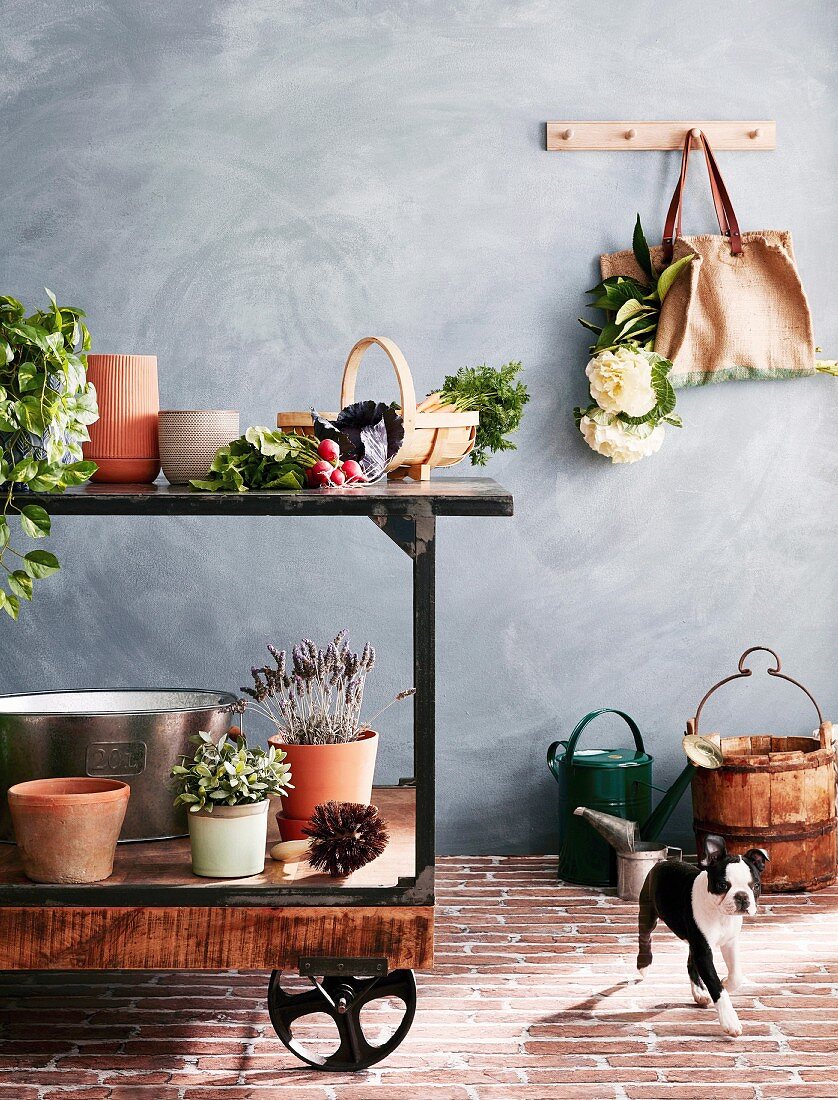 Plants, plant pots and vegetables on vintage workbench against gray wall