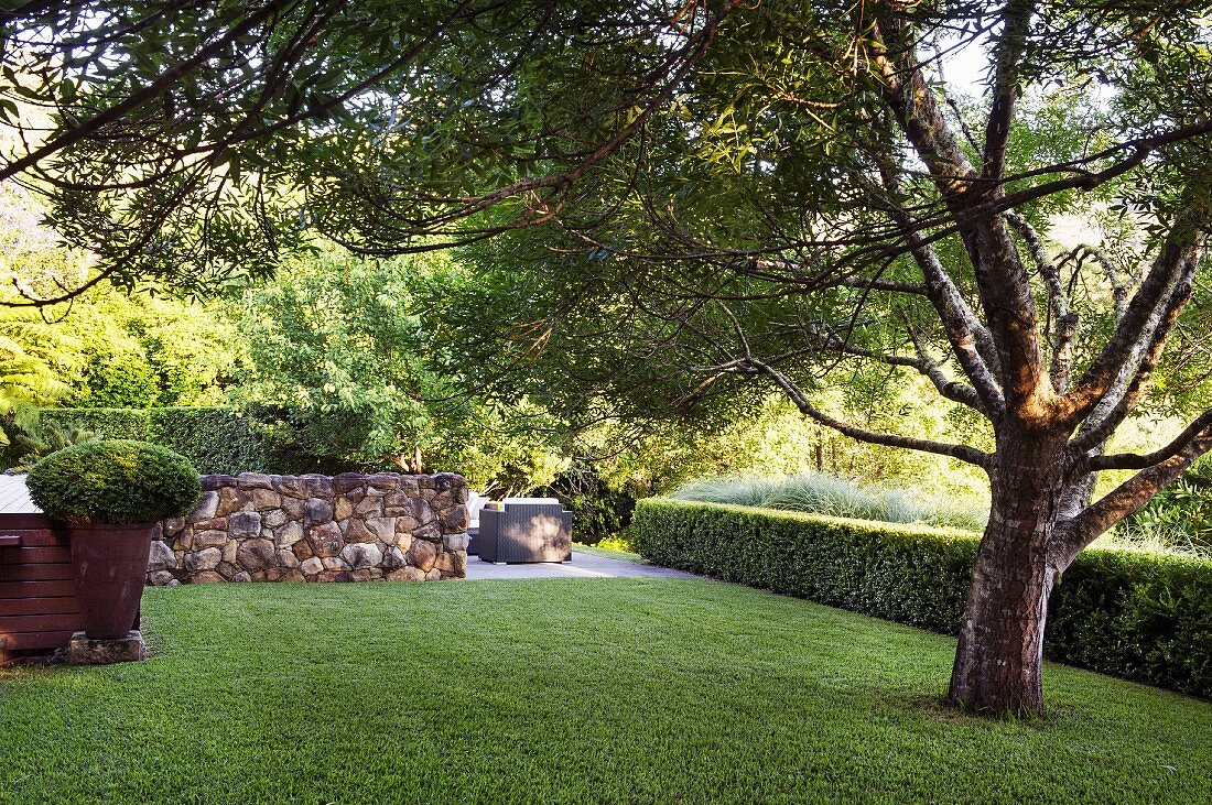 Magnificent tree on lawn, delimited by box hedge and natural stone wall
