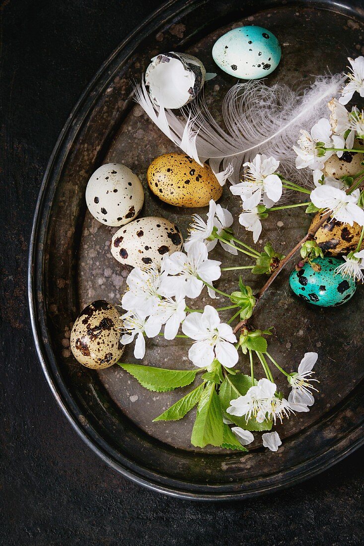 Colorful Easter quail eggs with spring cherry flowers, moss and bird feather on vintage metal tray