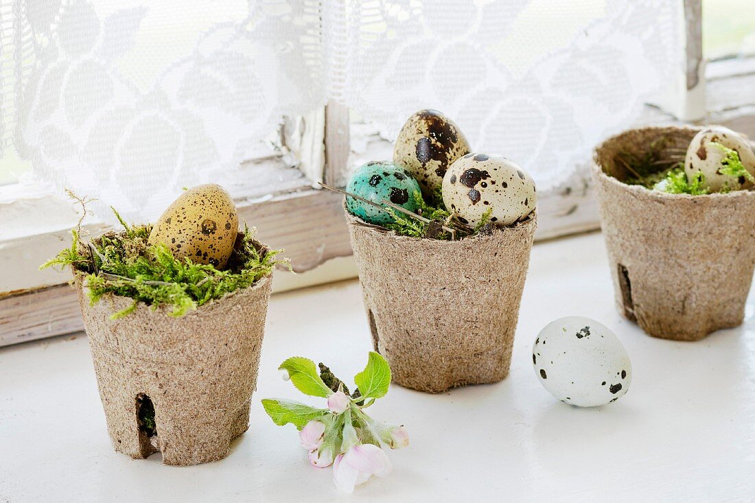 Colorful Easter quail eggs with spring cherry flowers and moss in small garden pots over white windowsill