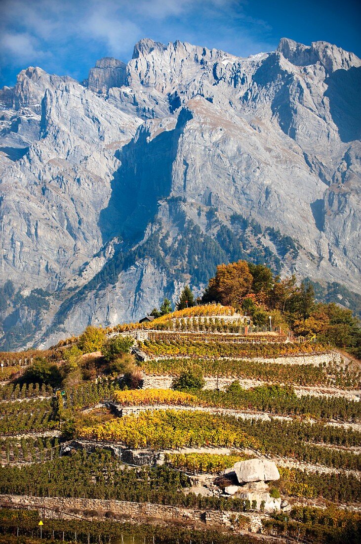 Chamoson vineyards in front of in the Swiss canton of Valais