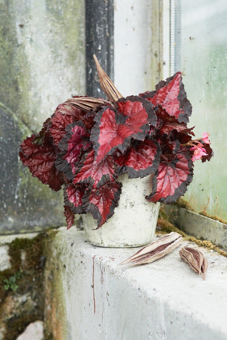 Rex begonia with reddish leaves in pot on mossy windowsill