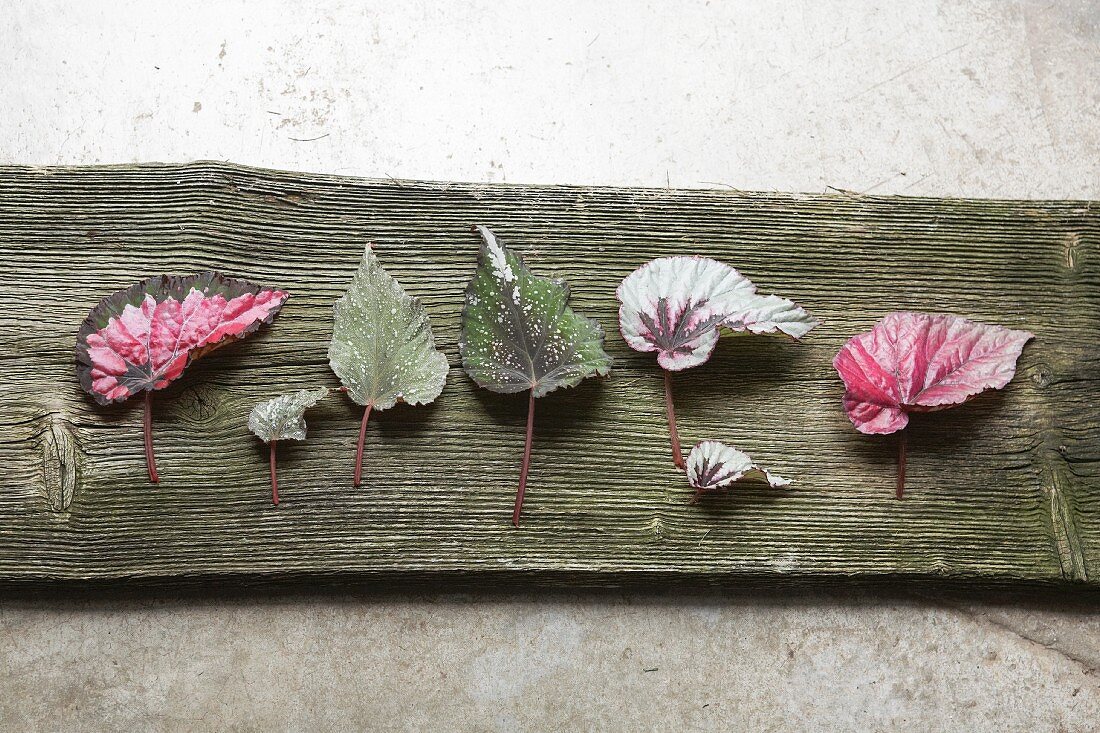 Blätter verschiedener Blattbegonien auf Holzbrett nebeneinander liegend