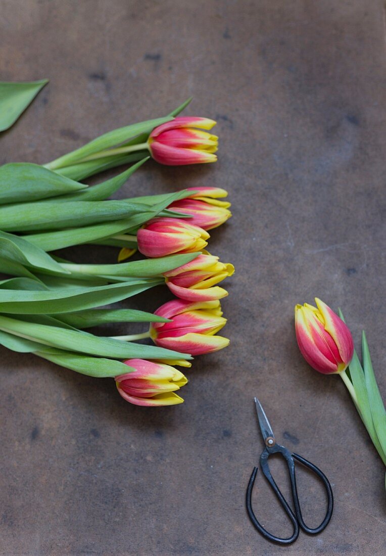 Tulips and scissors