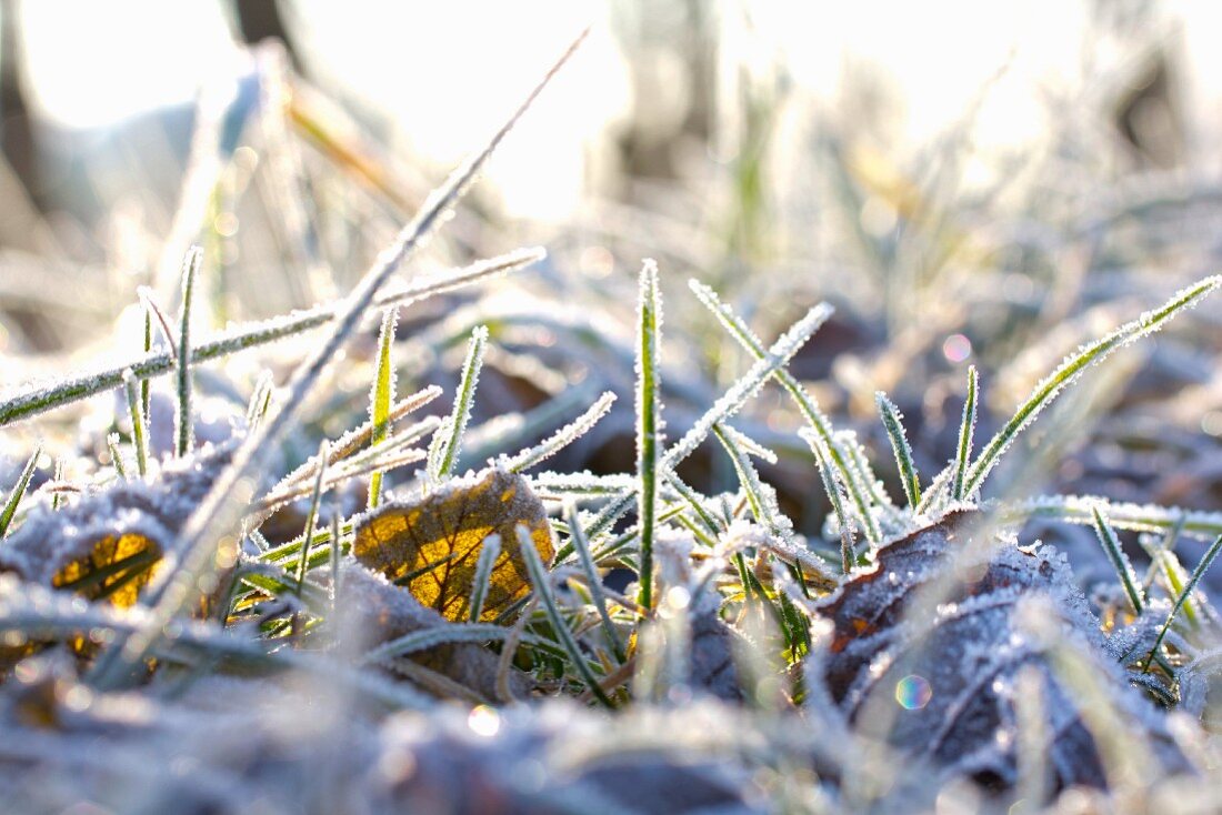 Grass and alder leaves covered in hoar frost in sunshine