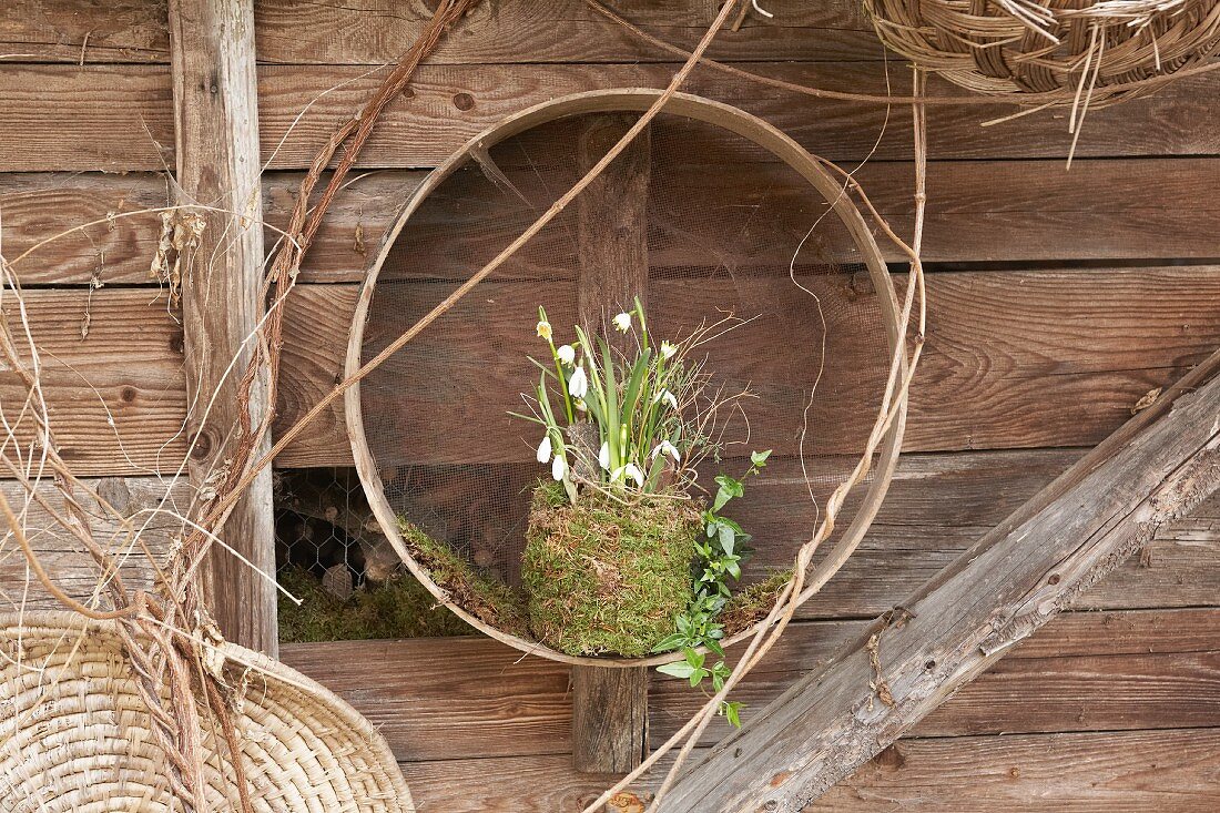 Snowdrops and spring snowflakes in mossy pot in garden riddle hung on wooden wall