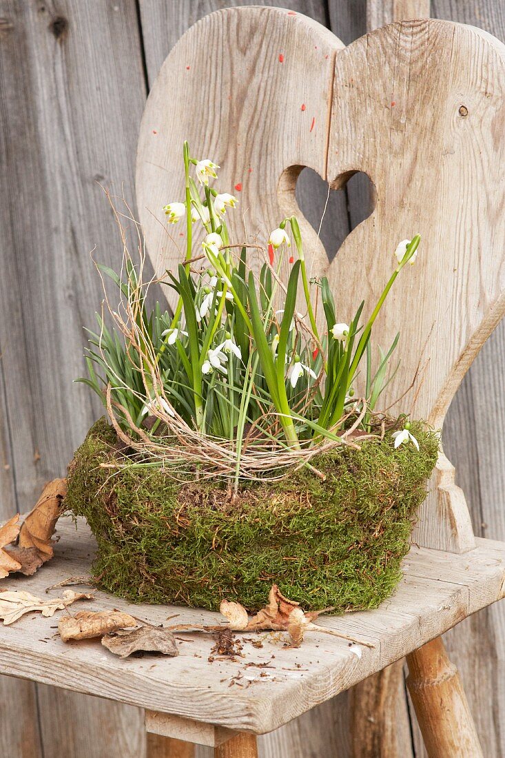 Snowdrops and spring snowflakes in mossy bowl on rustic wooden chair