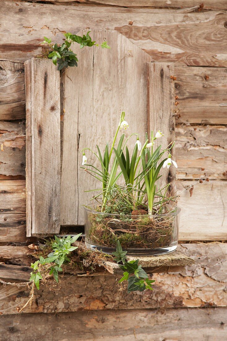 Snowdrops and spring snowflakes in glass bowl on façade of wooden garden shed