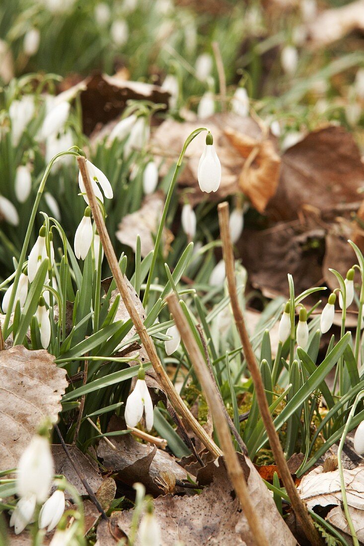 Frühlingsboten: Schneeglöckchen zwischen vertrockneten Laubblättern im Garten