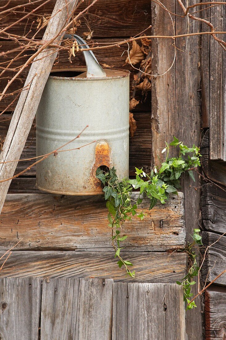 Ivy, snowdrops and antique watering can outside wooden hut