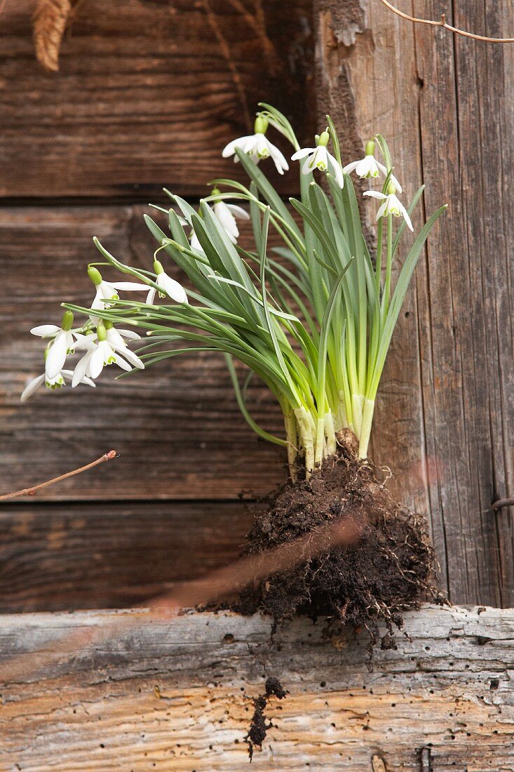 Snowdrop plants with root ball and soil