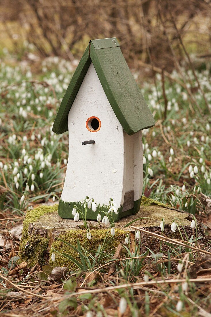 Bird nesting box on tree stump surrounded by snowdrops