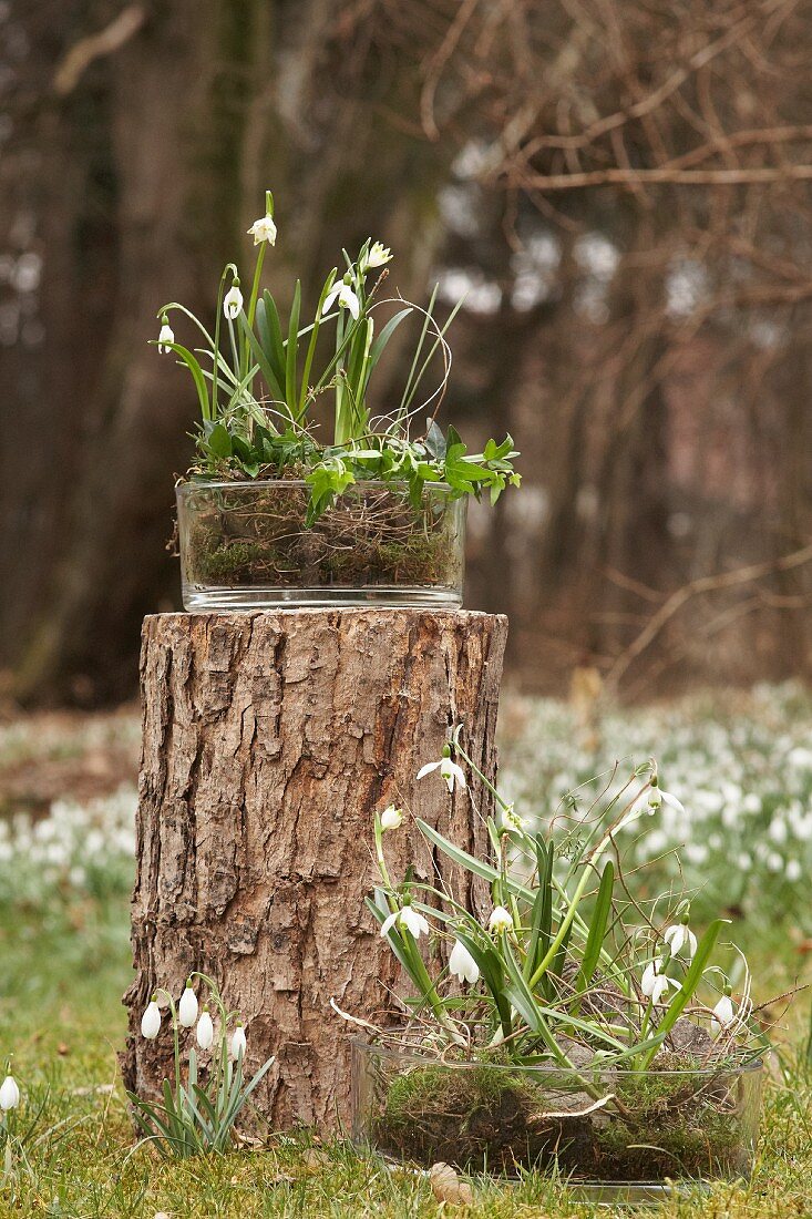 Spring snowflakes and snowdrops in glass bowls on and next to tree stump in garden
