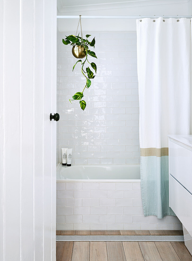 Hängepflanze am Duschvorhang über der Badewanne im hellen Bad