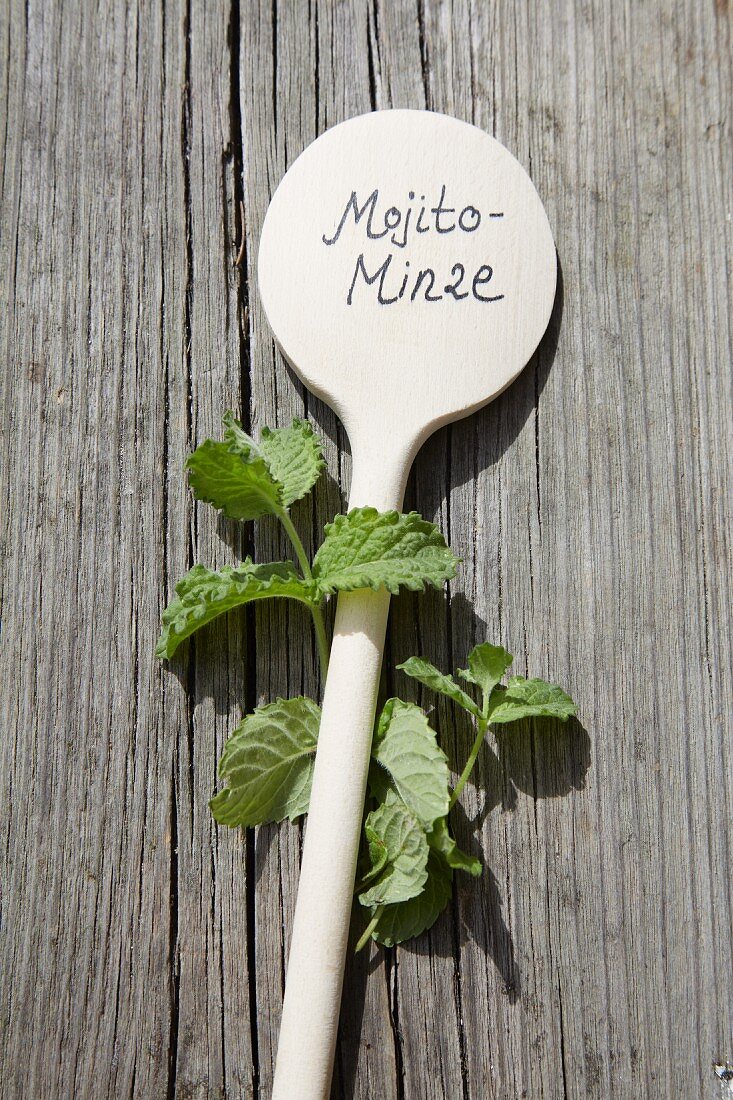 Mojito mint and wooden spoon used as plant label