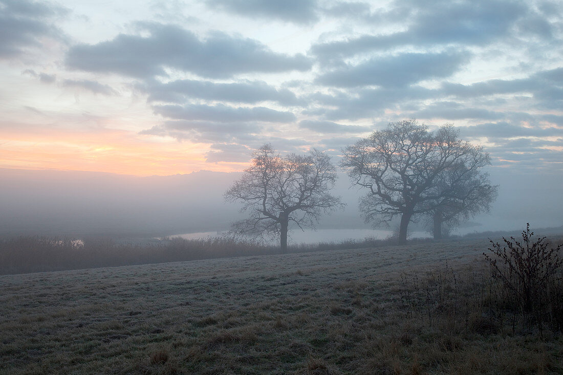 Trees in misty meadow at sunrise