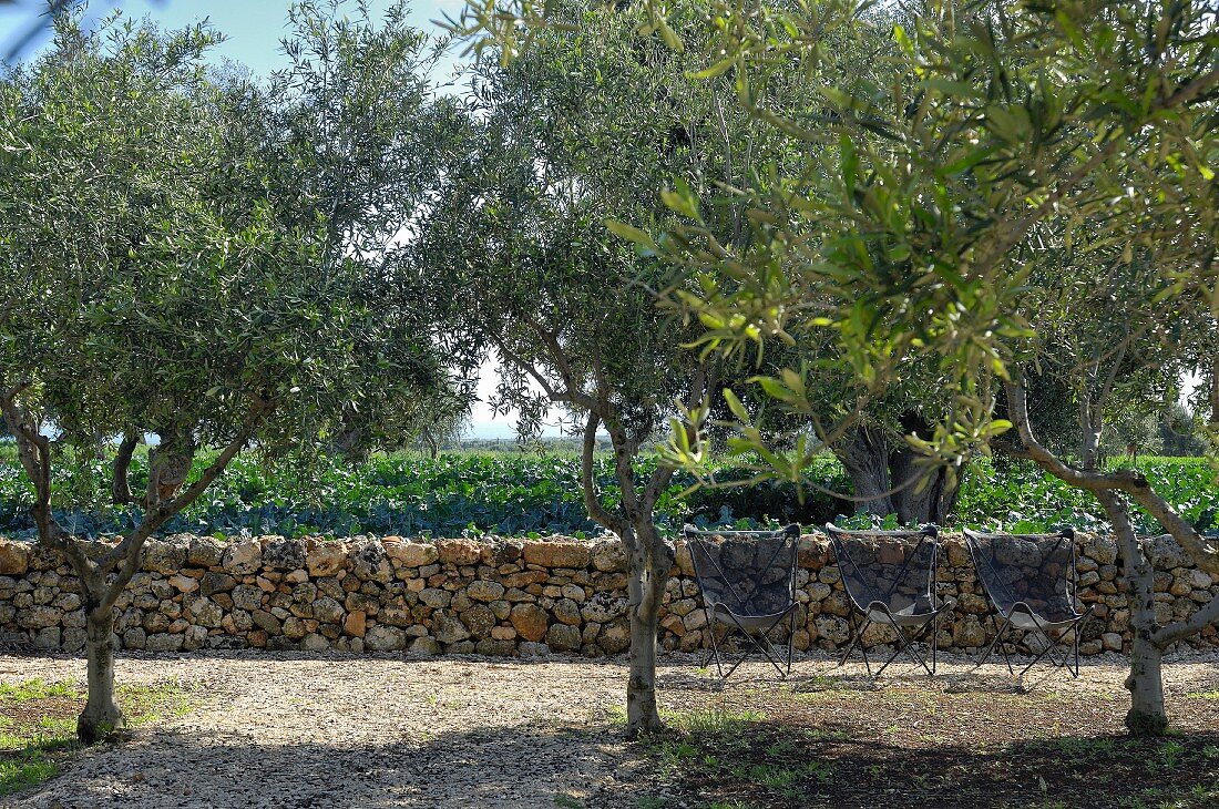 Stühle in Garten mit traditioneller, südländischer Steinmauer und Olivenbäumen