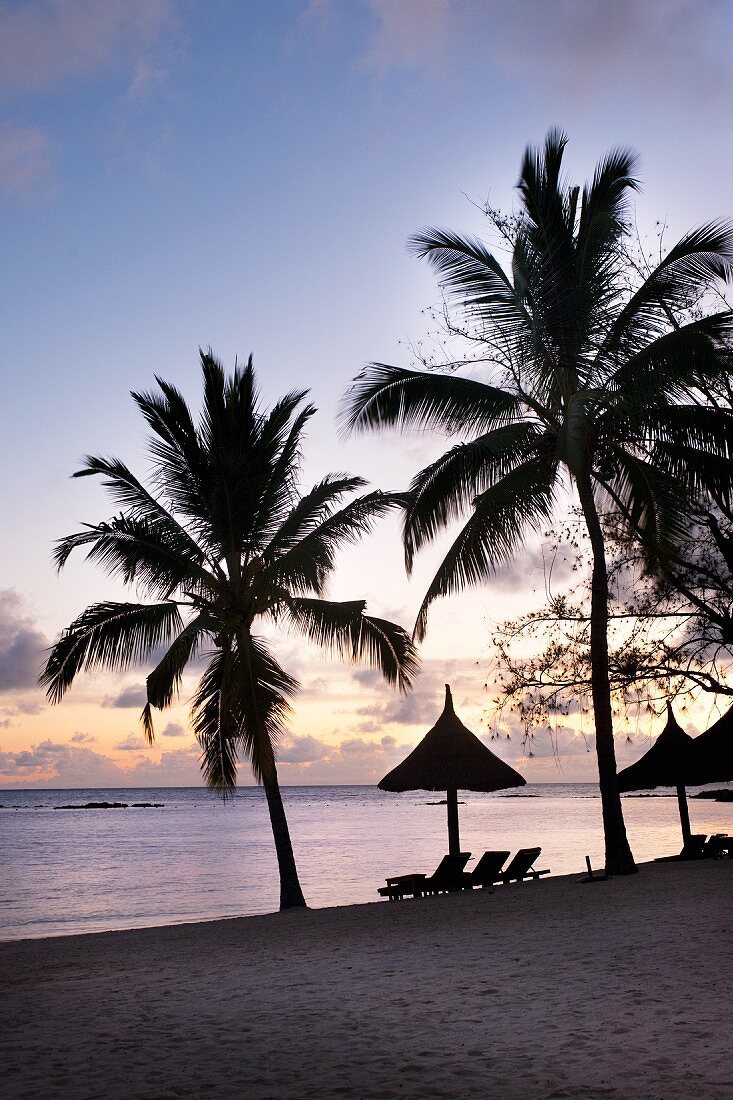 Twilight on sandy beach with palm trees and sun loungers
