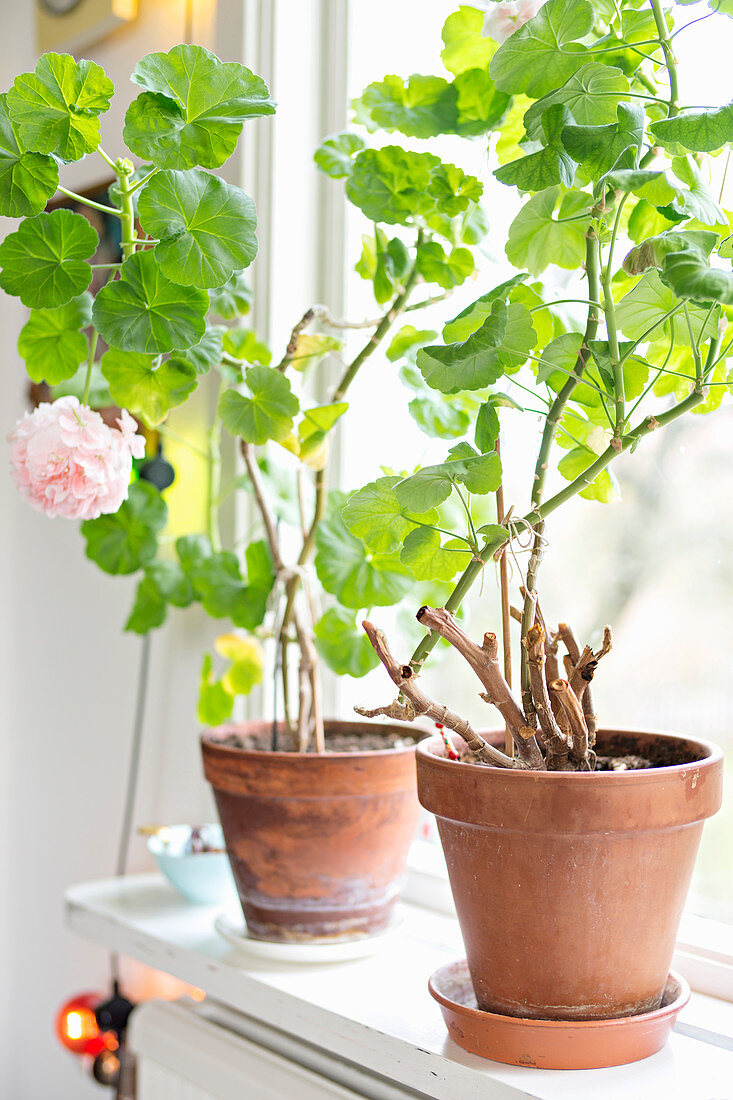 Geraniums in terracotta pots on windowsill
