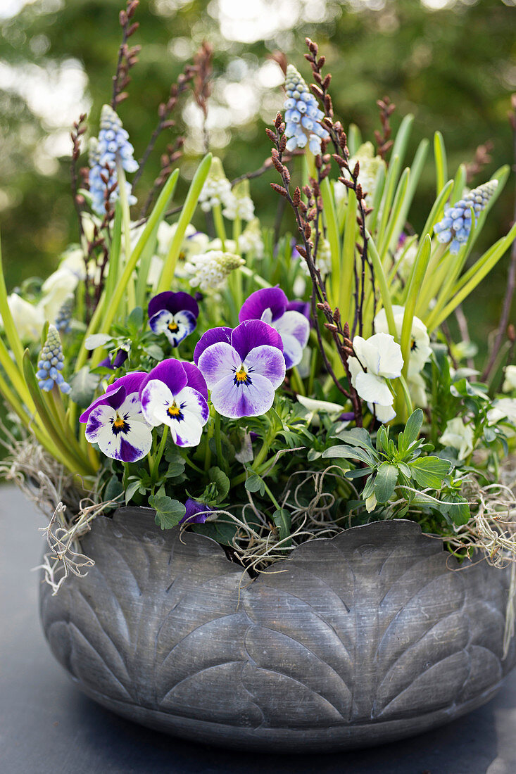 Metal bowl planted with violas and grape hyacinths