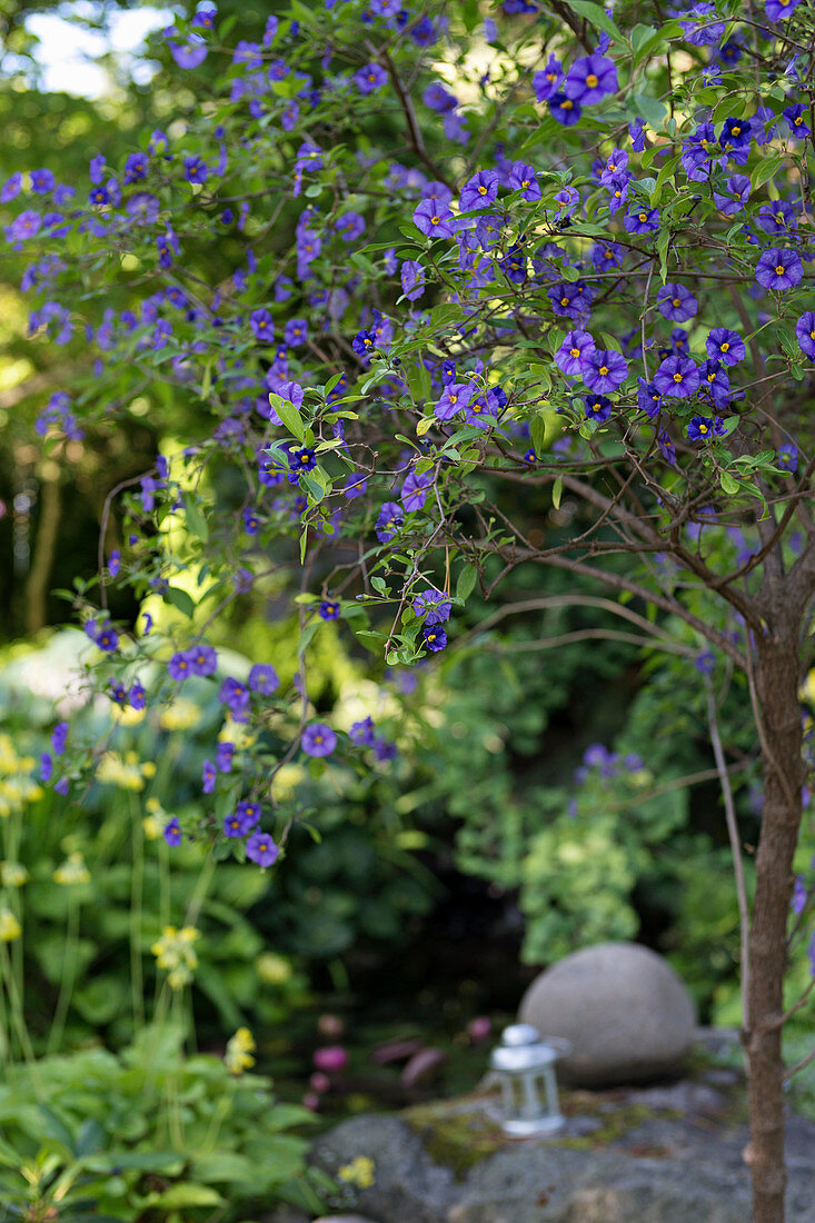 Blau blühende Kartoffelblume (Solanum rantonnetii) im Garten