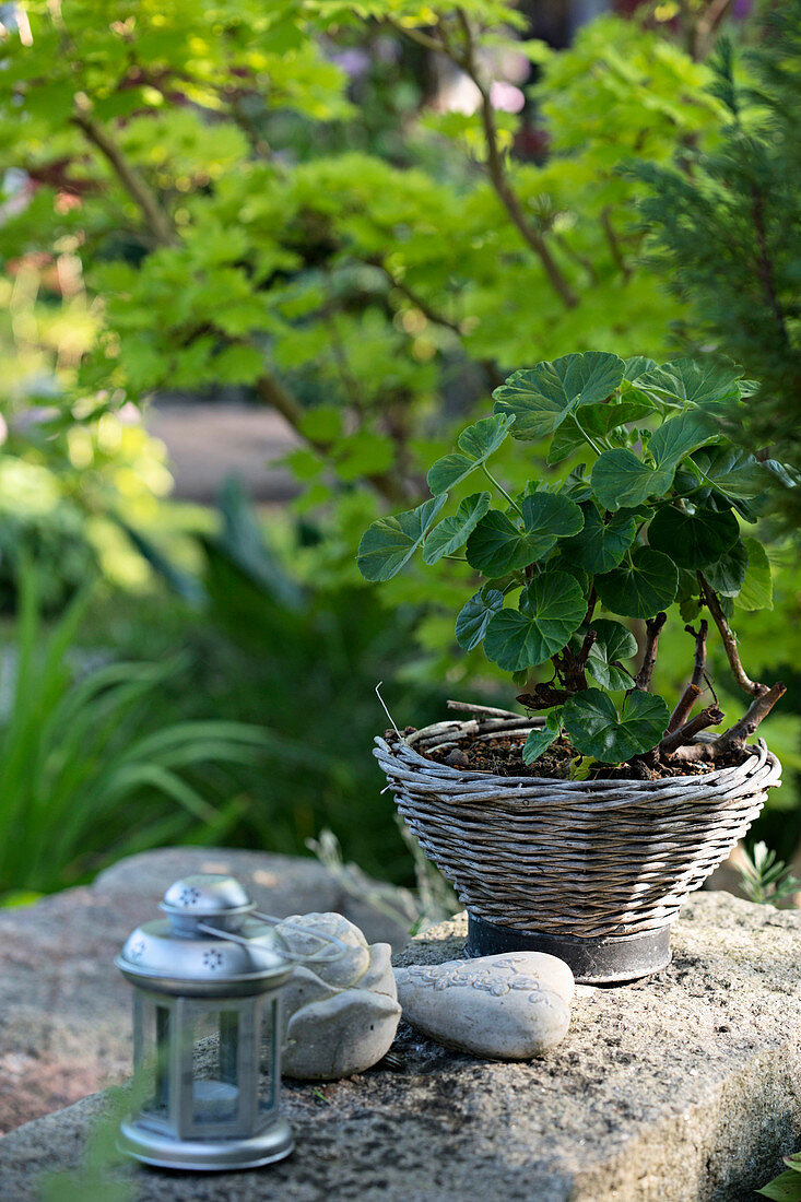 Windlicht, Steindeko und Korb mit Pelargonie auf Steinablage im Garten