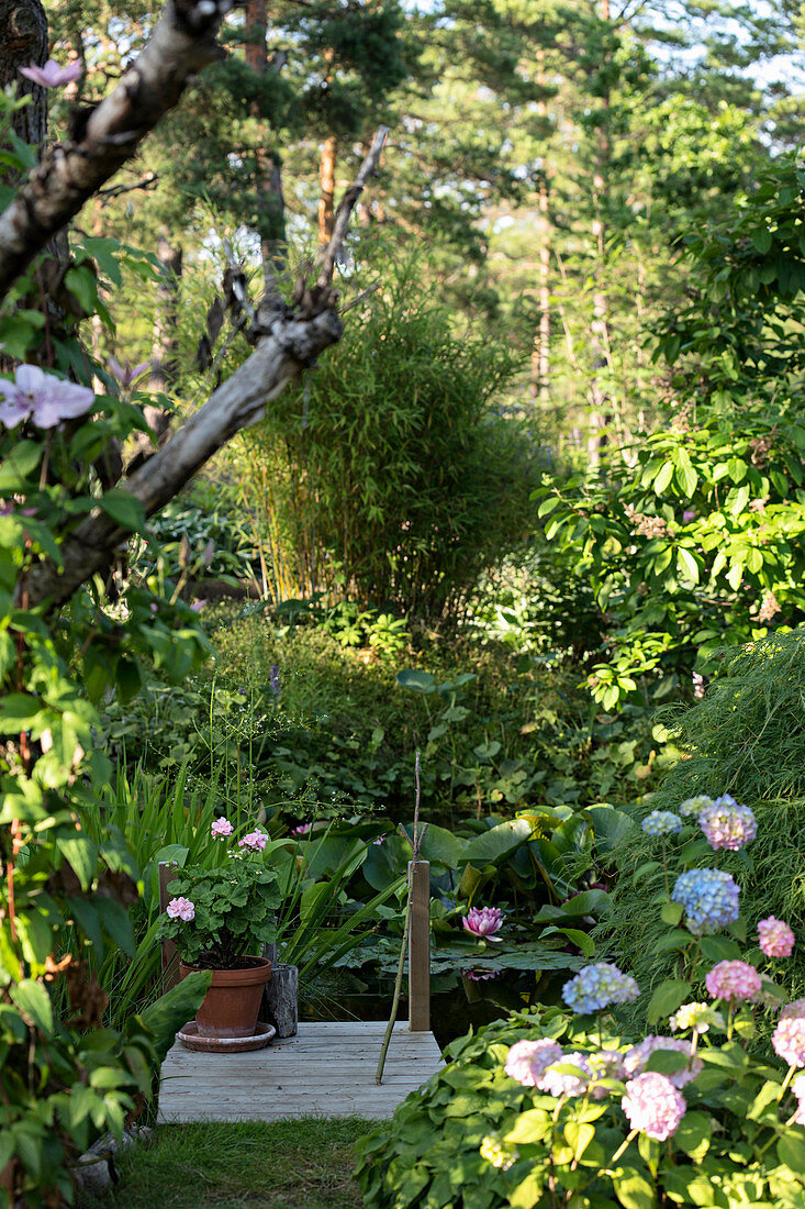 Blühende Hortensien im Garten, im … – Bild kaufen – 12315572 ❘ living4media