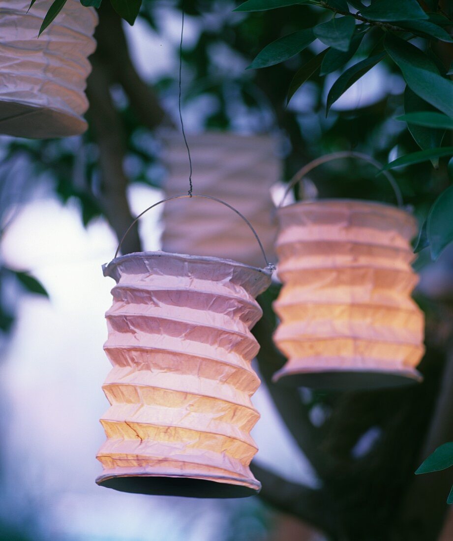 Paper lanterns hung in bush
