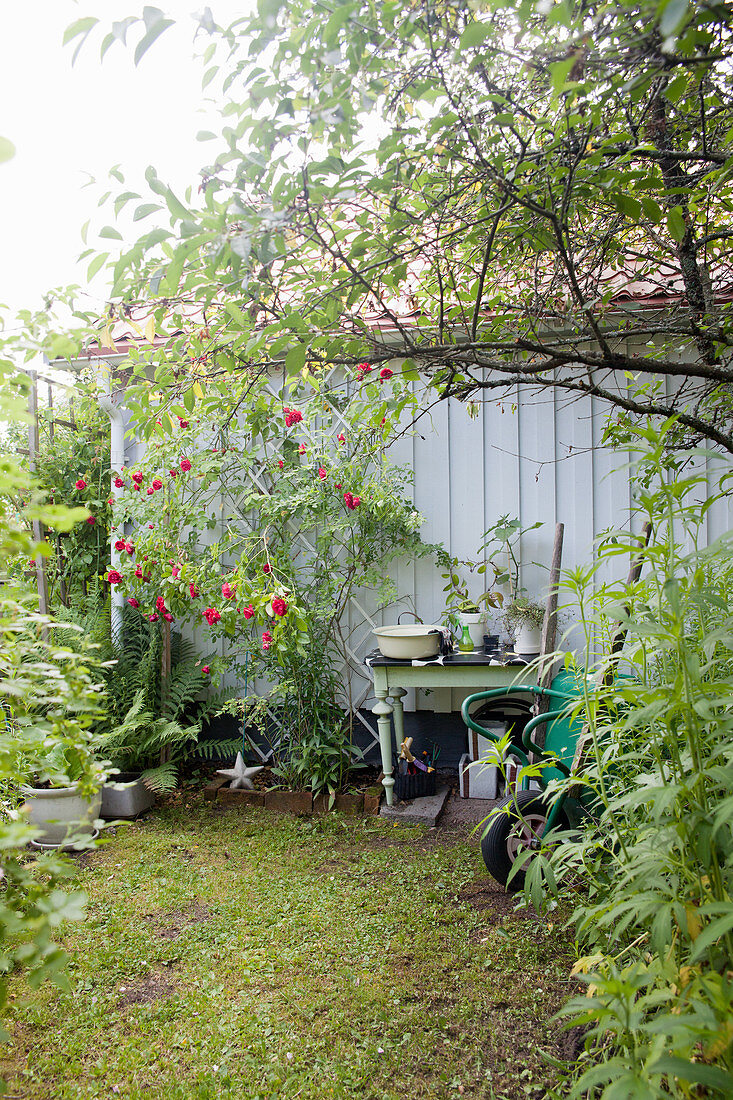 Potting table against shed wall with climbing rose in rustic garden