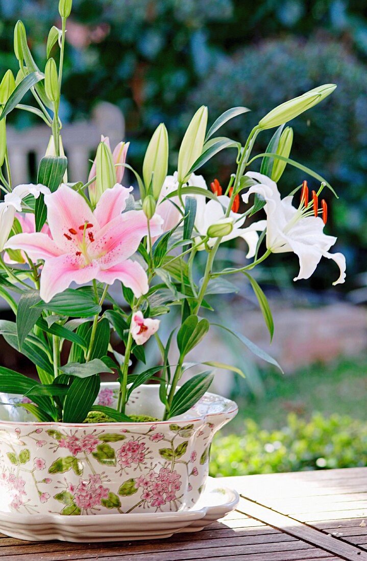 Pink lily in flower-patterned pot