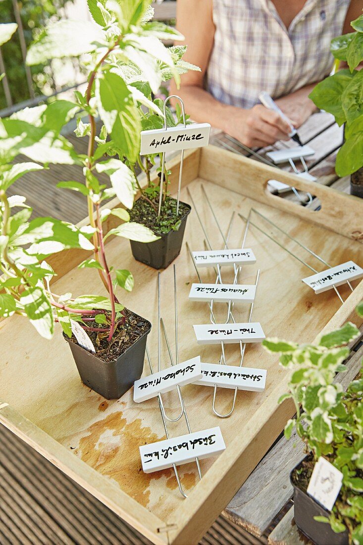 A wooden tray with plant pots and labelled plant signs