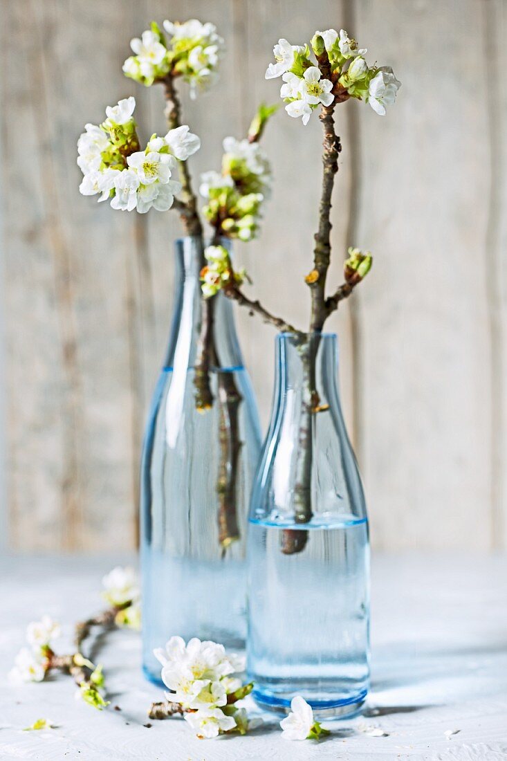 Blühende Wildkirschzweige in blauen Glasflaschen vor Holzhintergrund