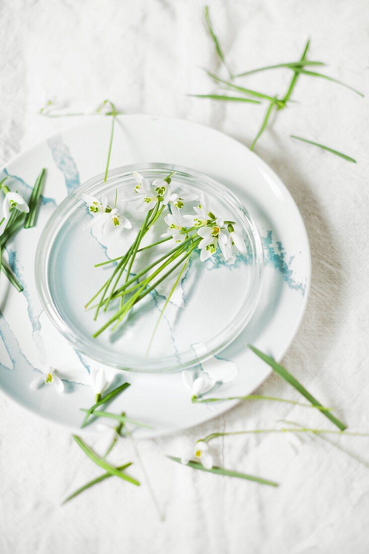 Snowdrops (Galanthus) in glass bowl of water
