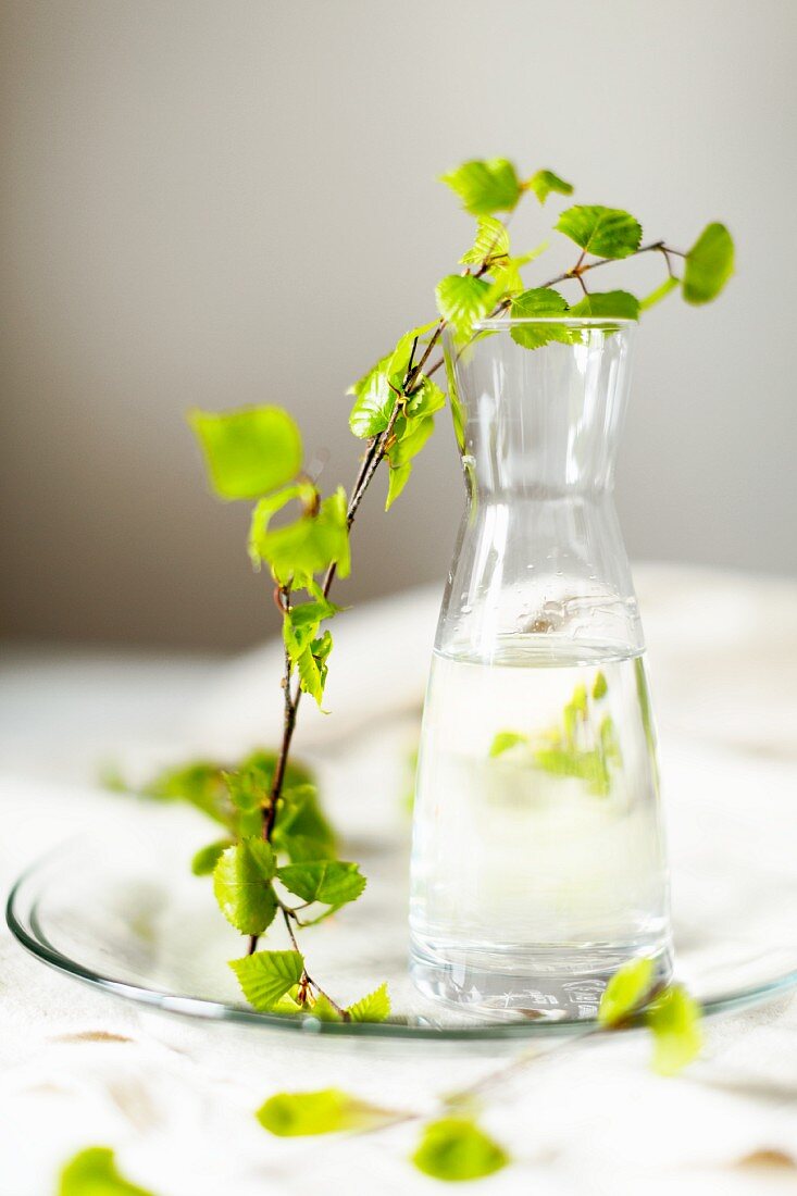 Fresh birch water (harvested in spring) in small glass carafe and sprig of spring birch on glass plate