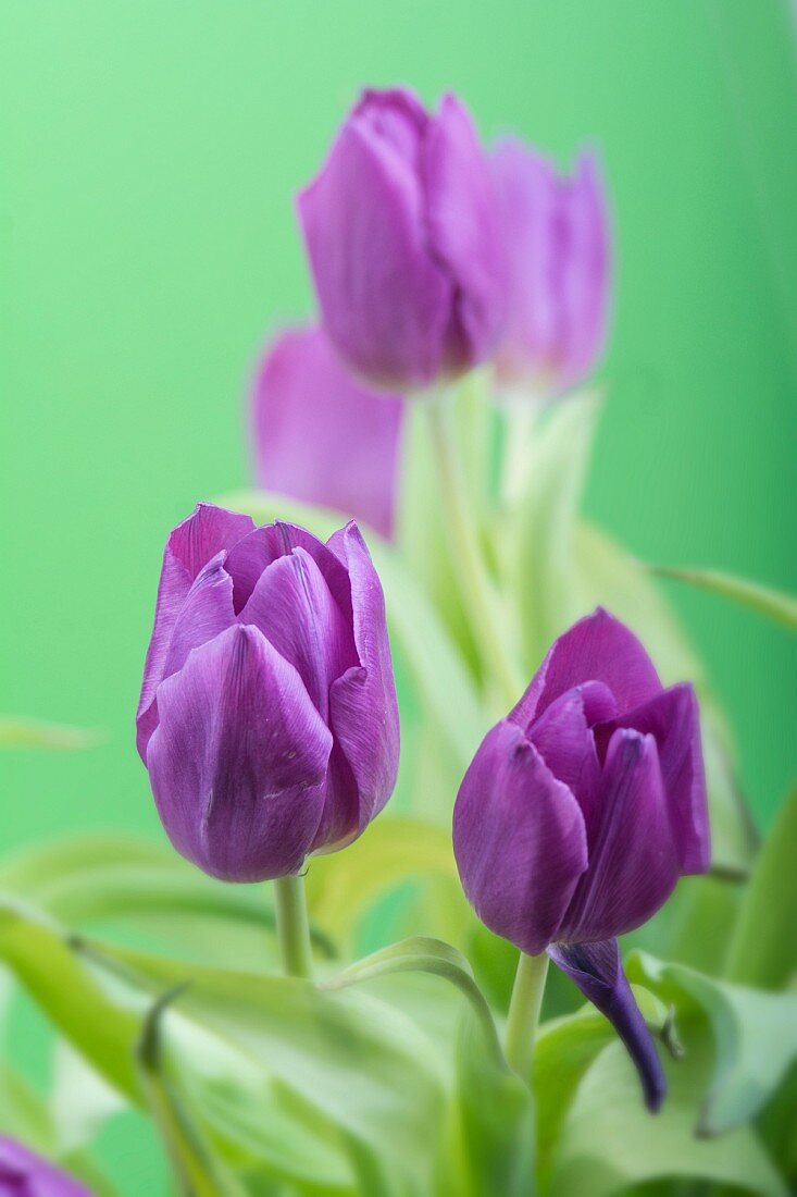 Violette Tulpen vor grünem Hintergrund