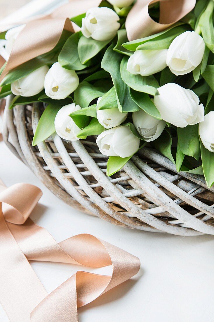Bunch of white tulips in wicker wreath with satin ribbon