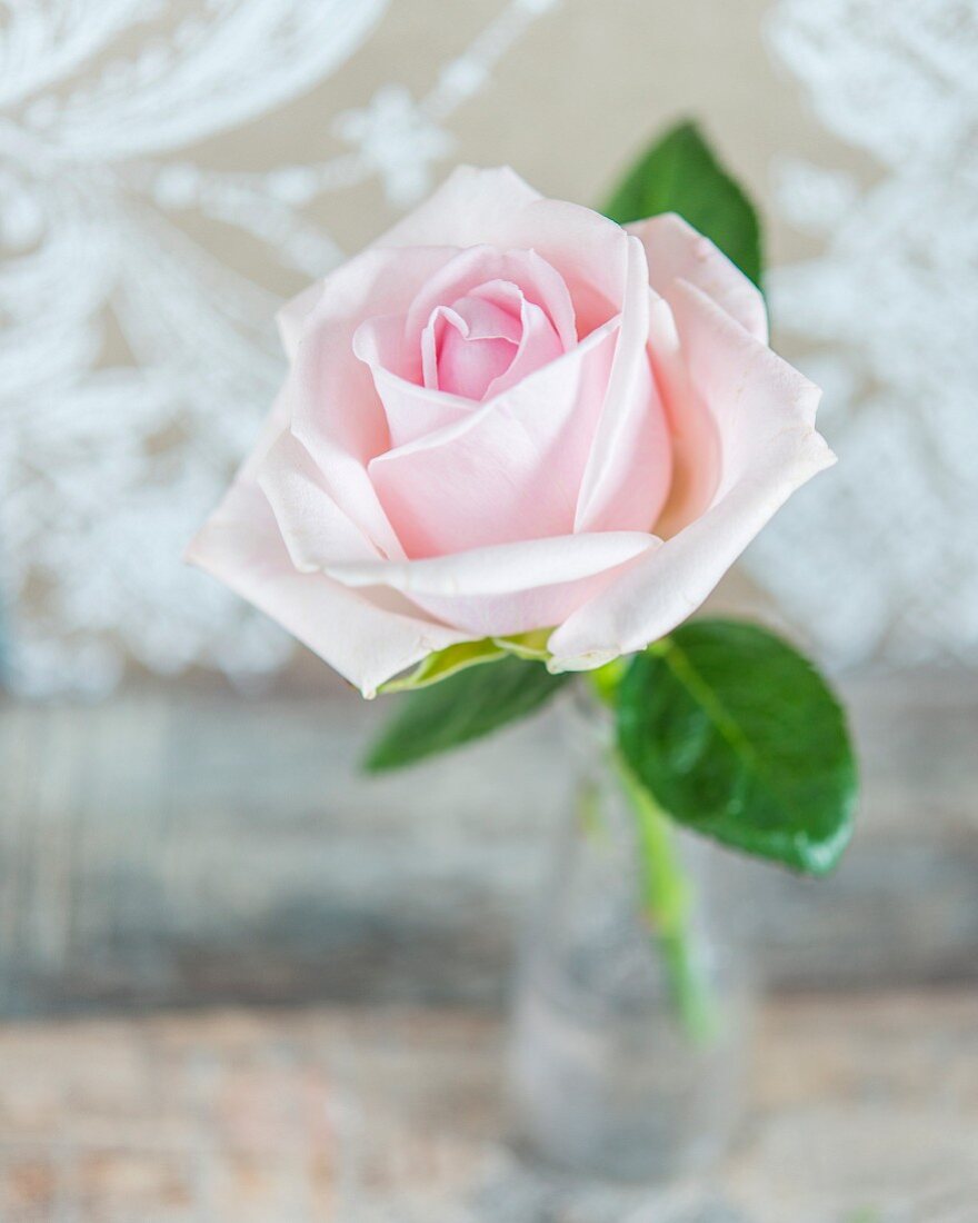 Rosafarbene Rose in der Vase