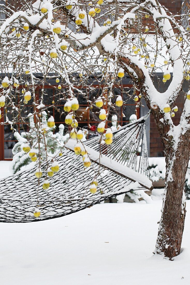 Verschneite Hängematte an einem Baum mit gelben Äpfeln